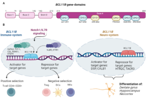 BCL11B sistema inmunológico